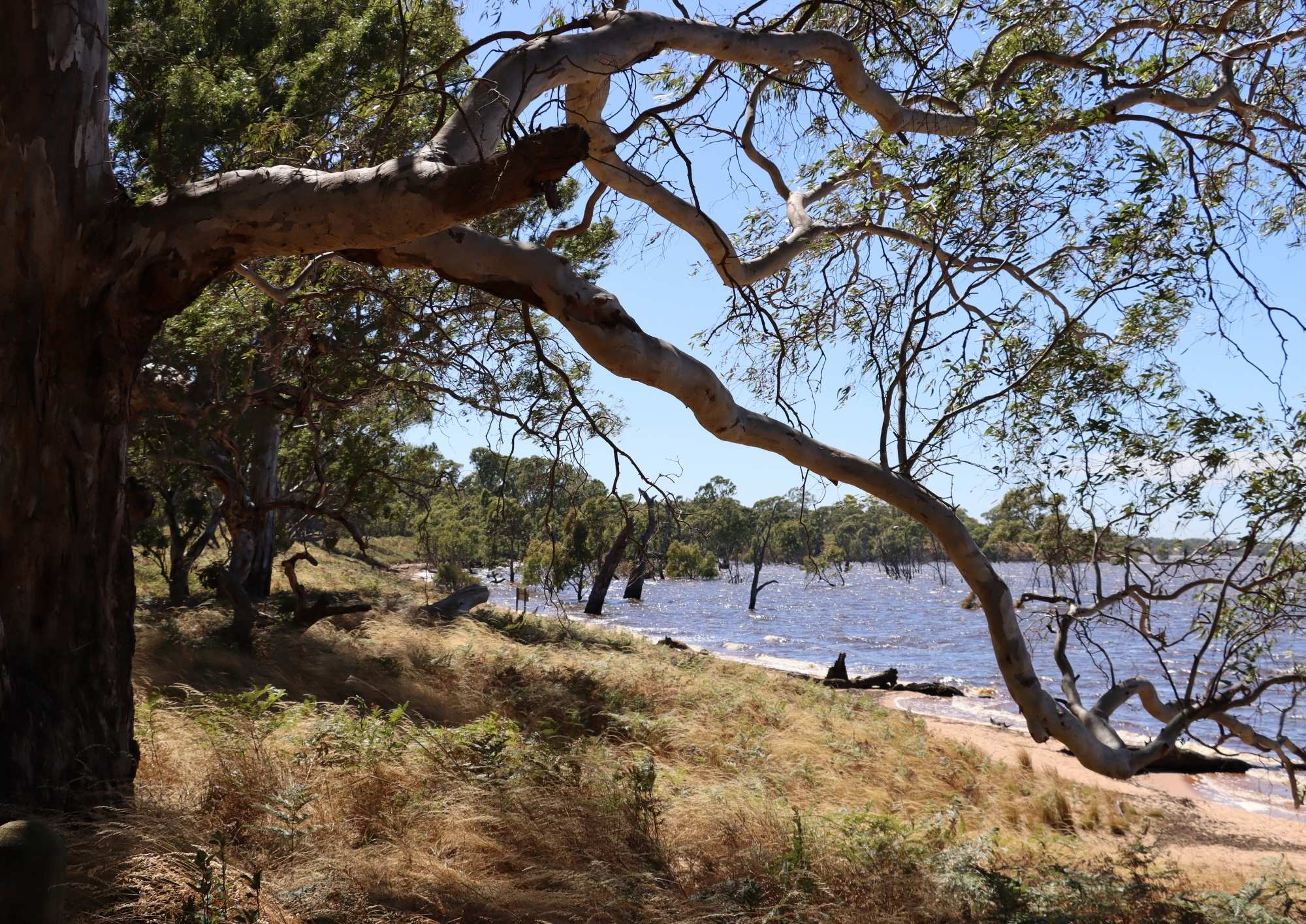 Blue-green algae warning for Lake Lonsdale